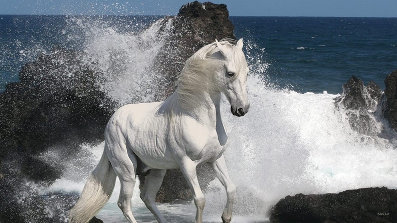 2014 Chinese New Year of the Horse Wallpaper 22 Wallpaper 1920x1080[10wallpaper.com]